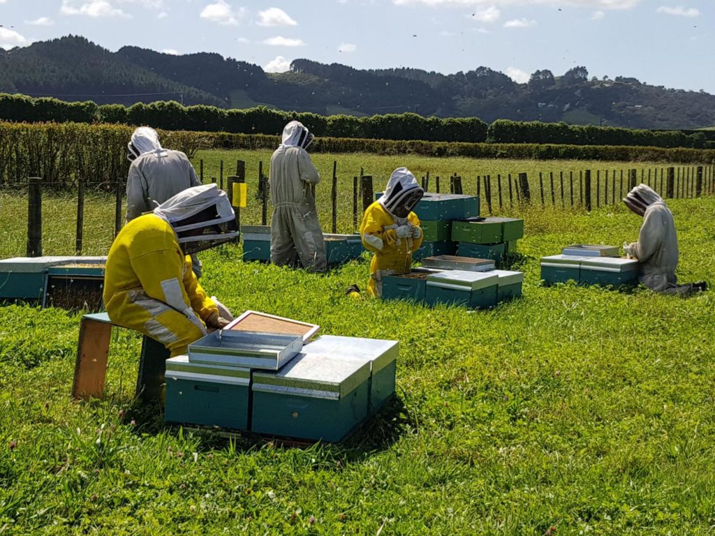 bee hives collecting honey