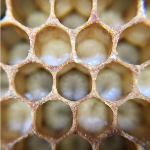 bee larvae are fed royal jelly 