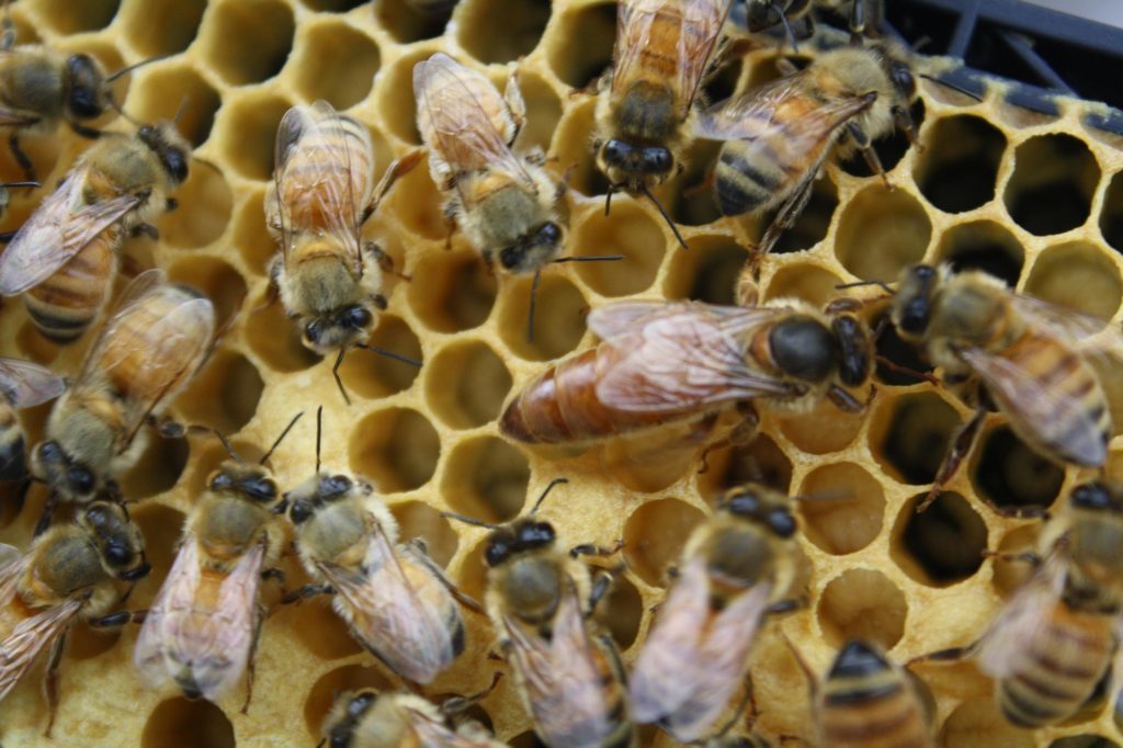 queen bees are fed royal jelly